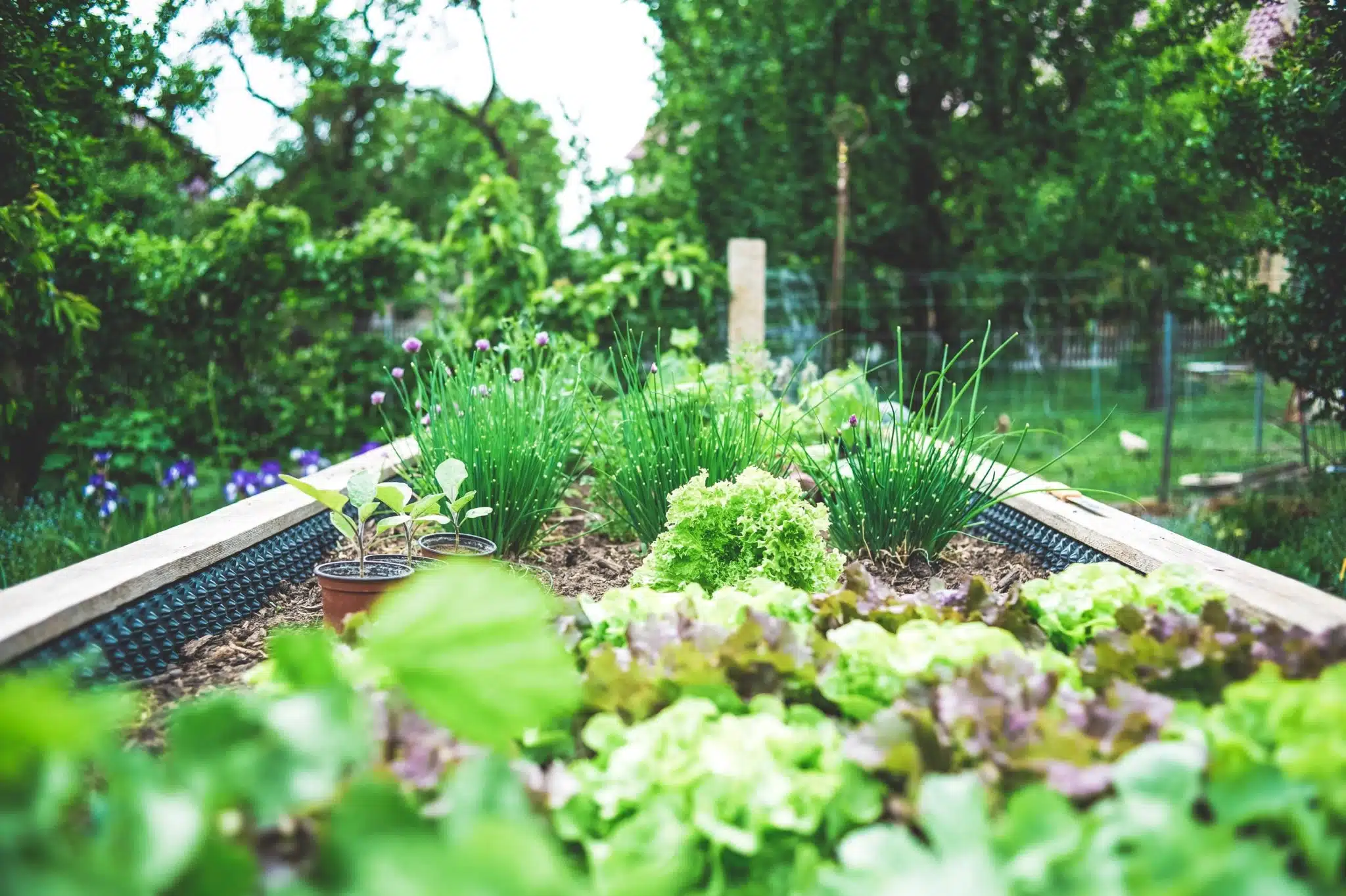 veg garden blog cover - Zylem