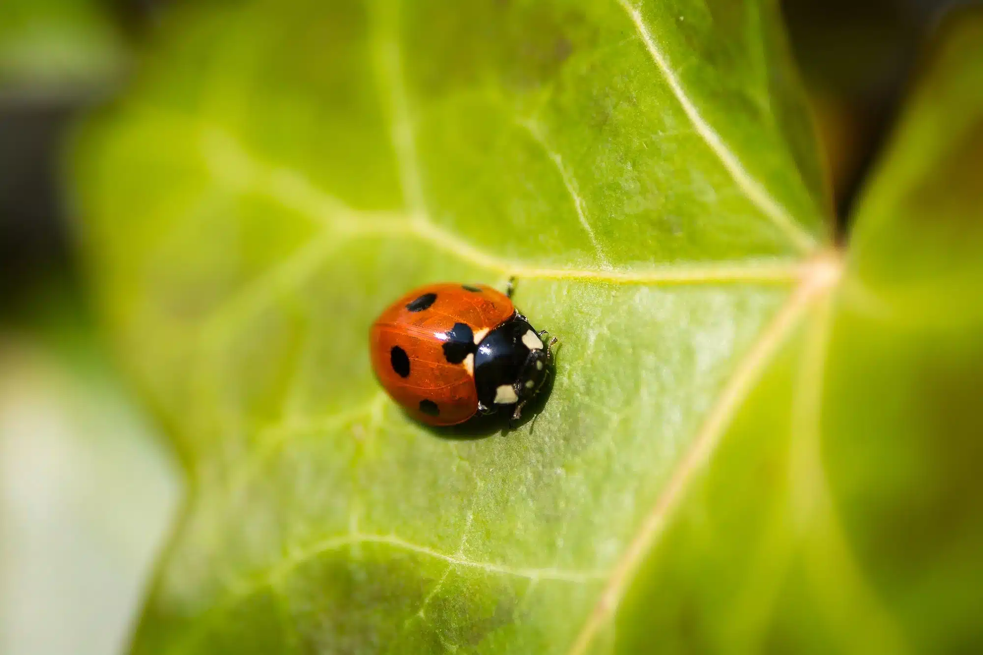 ladybird picture - Zylem